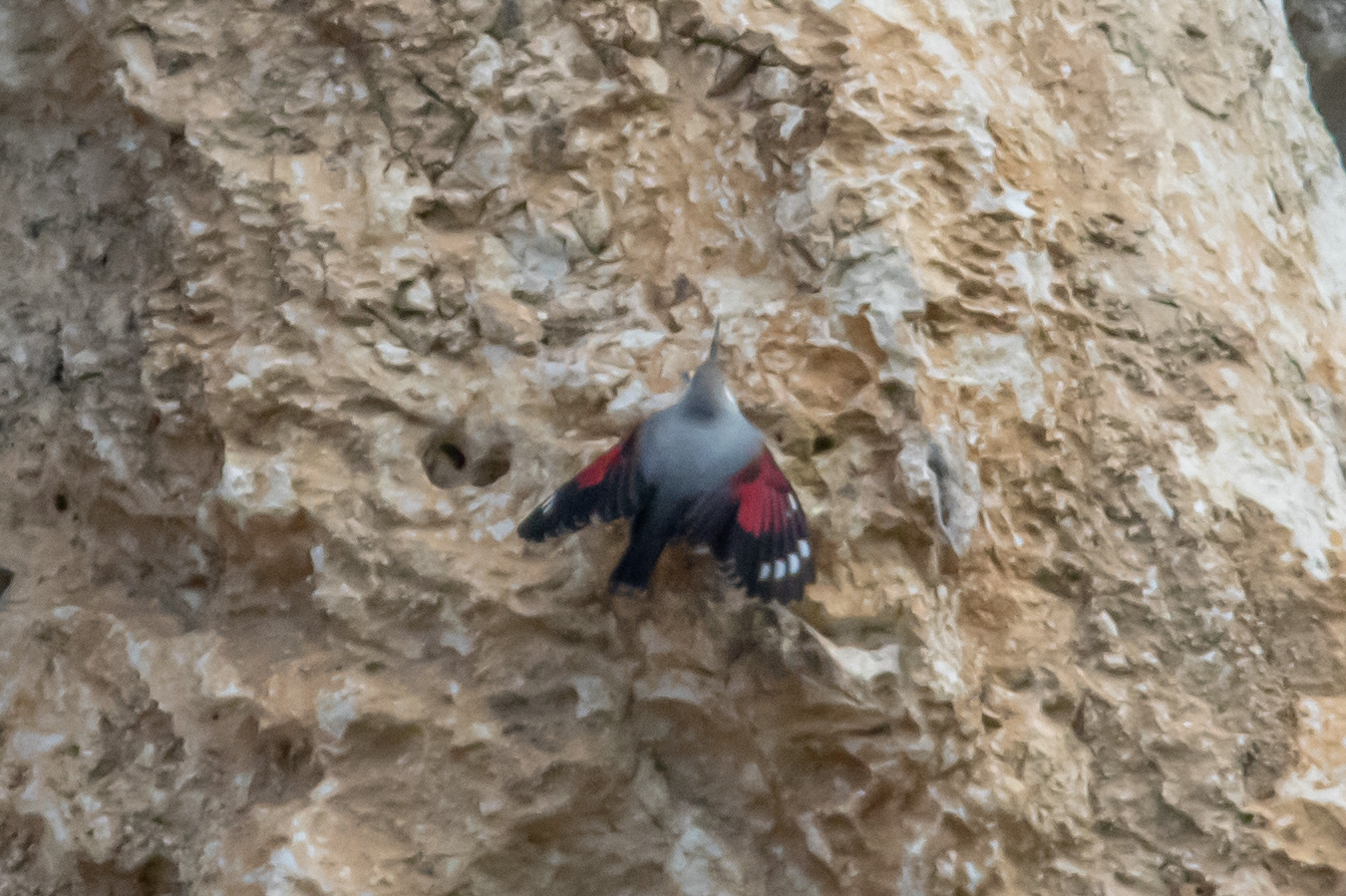 Miniature